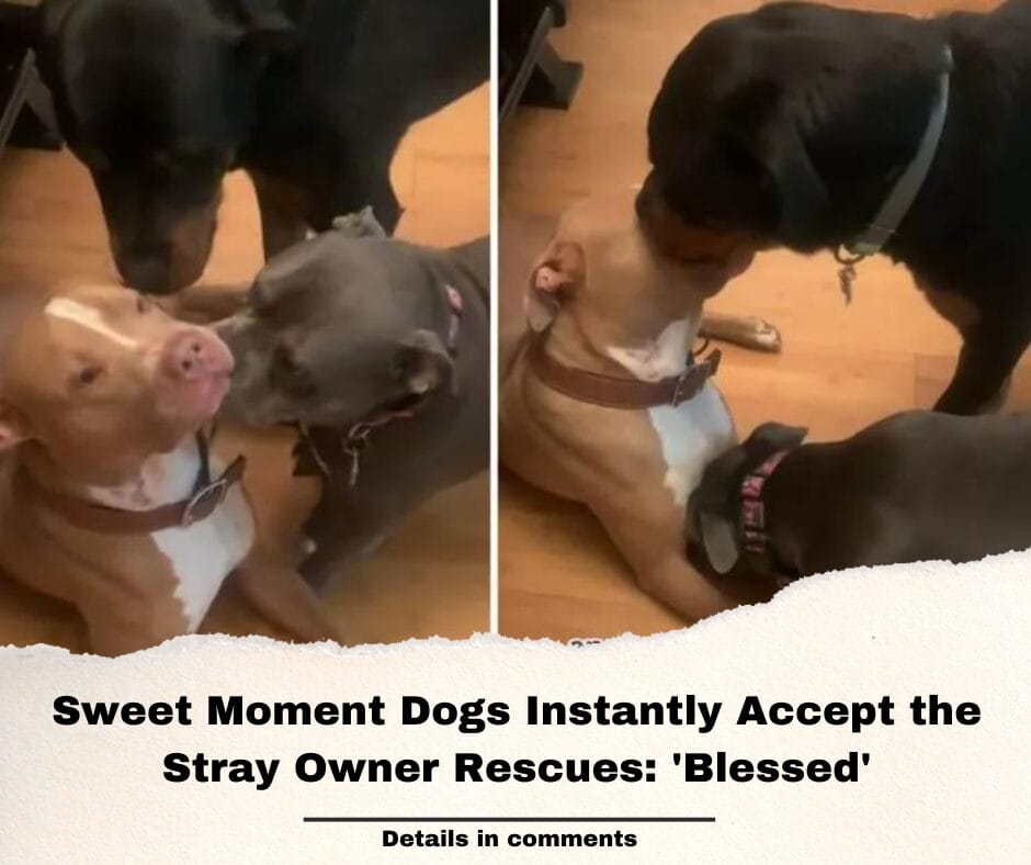 Sweet Moment Dogs Instantly Accept the Stray Owner Rescues: ‘Blessed’