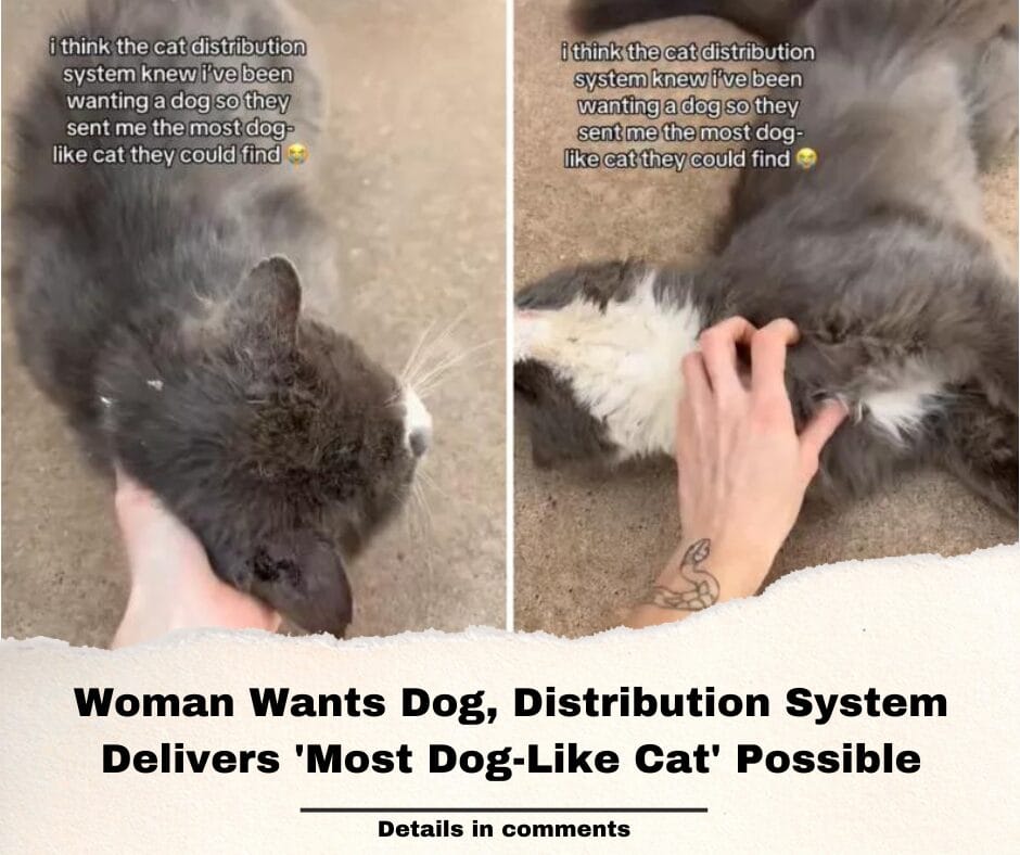 Woman Wants Dog, Distribution System Delivers ‘Most Dog-Like Cat’ Possible