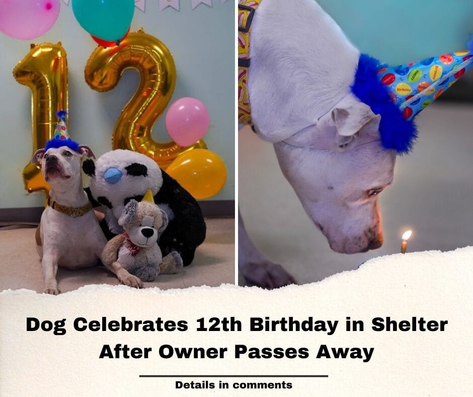 Dog Celebrates 12th Birthday in Shelter After Owner Passes Away