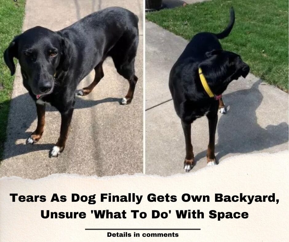 Tears As Dog Finally Gets Own Backyard, Unsure ‘What To Do’ With Space