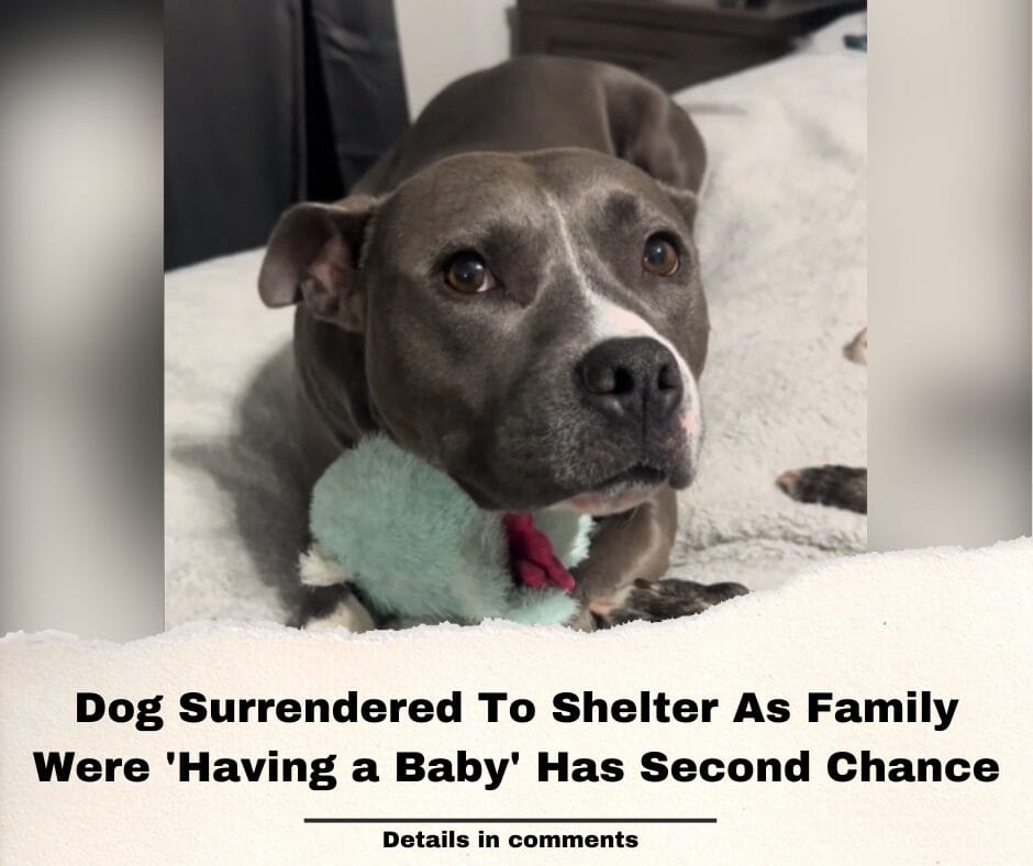 Dog Surrendered To Shelter As Family Were ‘Having a Baby’ Has Second Chance