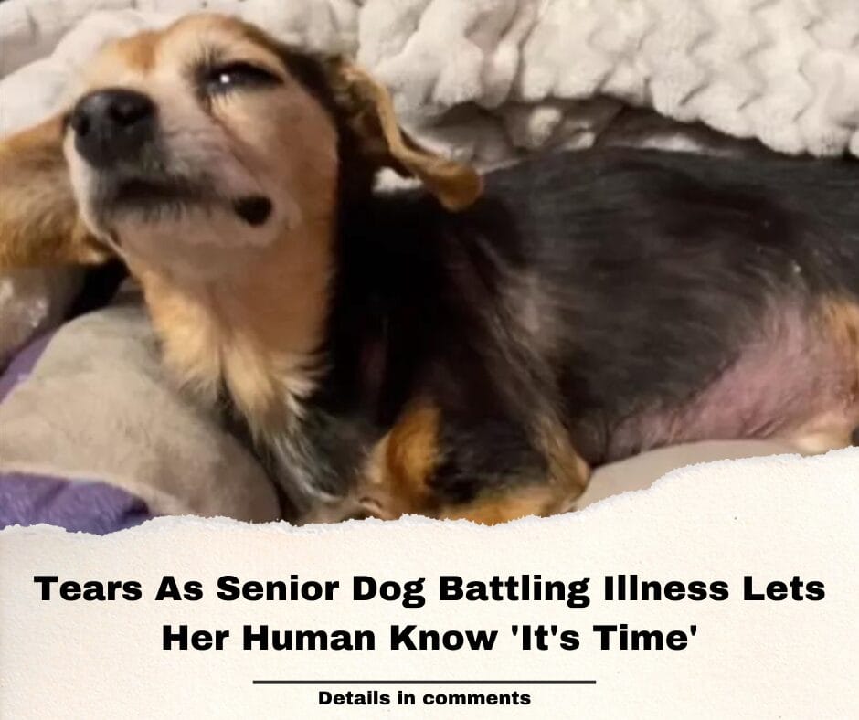 Tears As Senior Dog Battling Illness Lets Her Human Know ‘It’s Time’