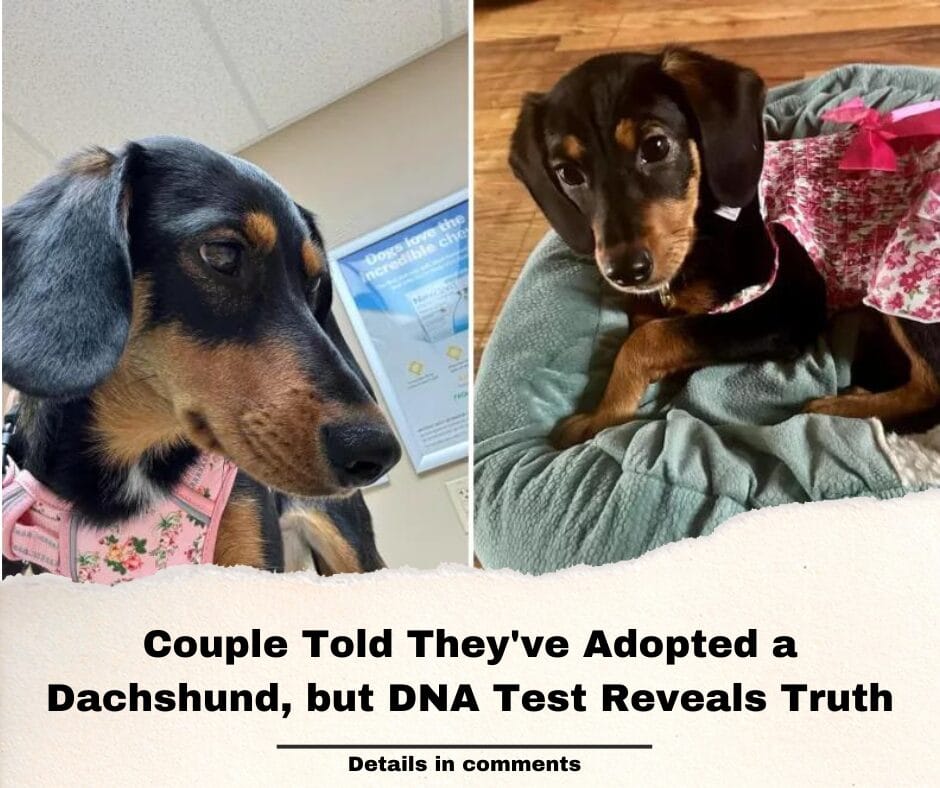 Couple Told They’ve Adopted a Dachshund, but DNA Test Reveals Truth
