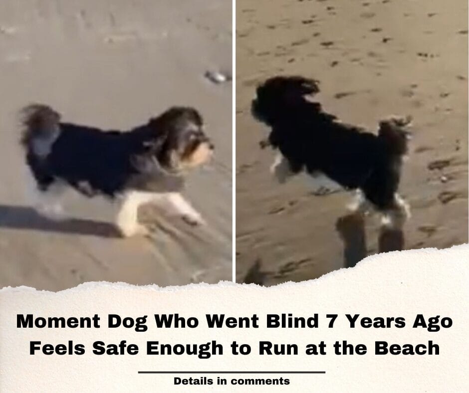Moment Dog Who Went Blind 7 Years Ago Feels Safe Enough to Run at the Beach