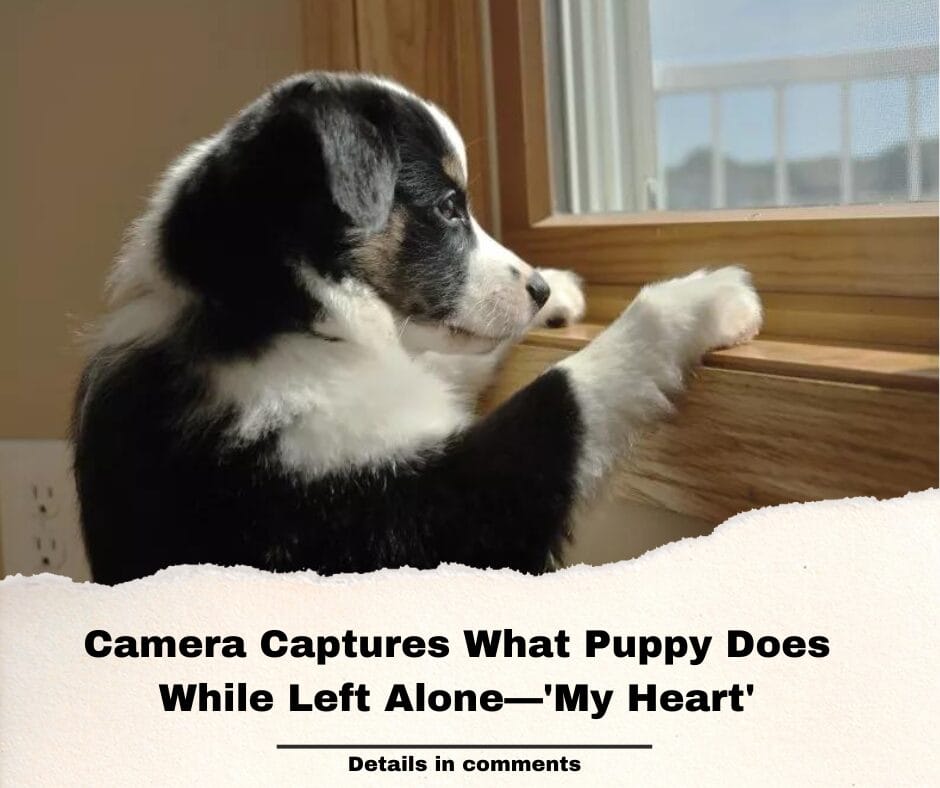 Camera Captures What Puppy Does While Left Alone—’My Heart’
