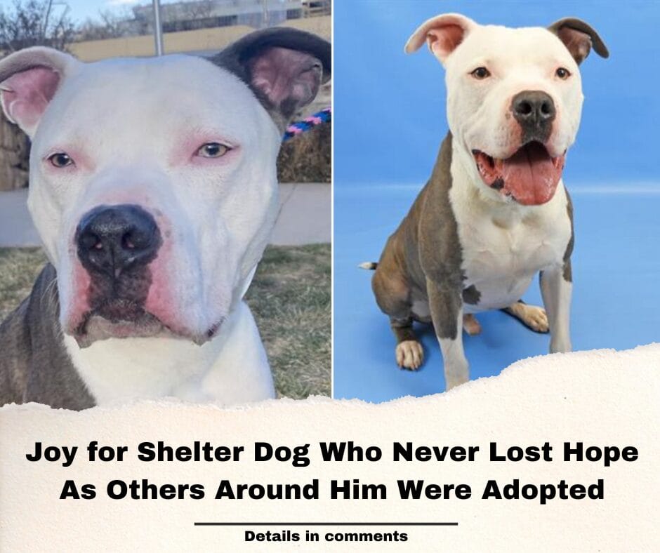 Joy for Shelter Dog Who Never Lost Hope As Others Around Him Were Adopted