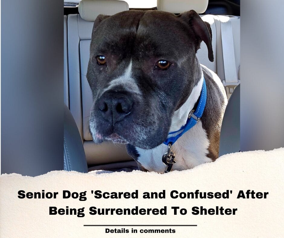 Senior Dog ‘Scared and Confused’ After Being Surrendered To Shelter