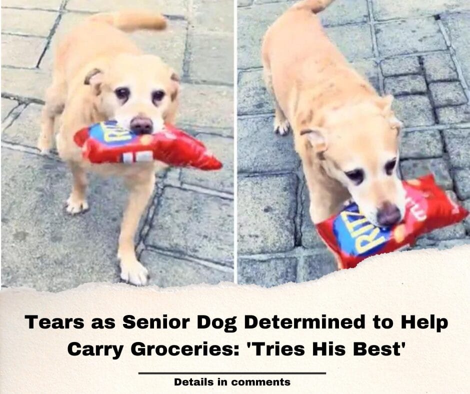 Tears as Senior Dog Determined to Help Carry Groceries: ‘Tries His Best’