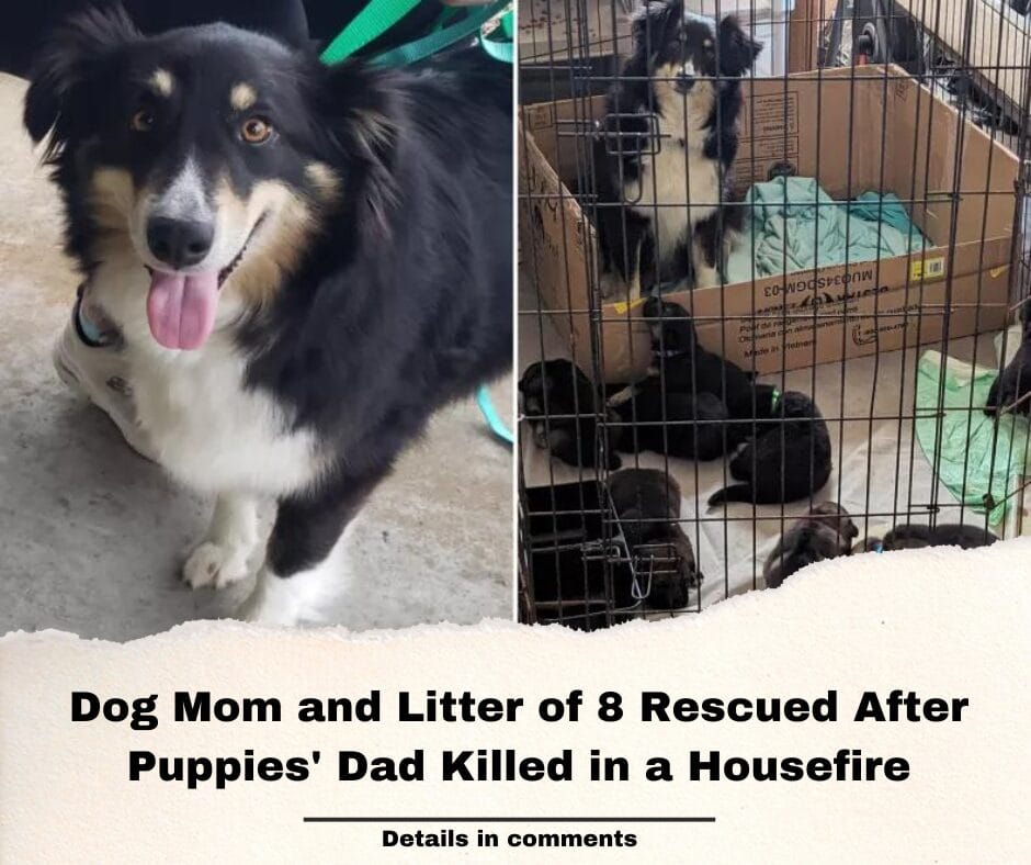 Dog Mom and Litter of 8 Rescued After Puppies’ Dad Killed in a Housefire
