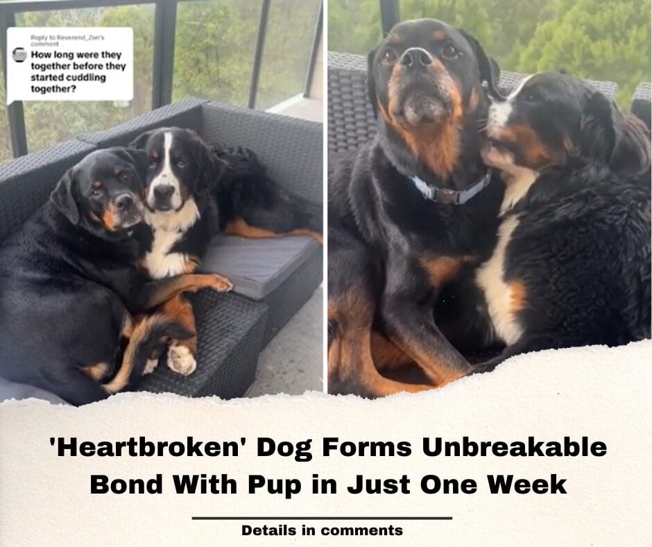 ‘Heartbroken’ Dog Forms Unbreakable Bond With Pup in Just One Week