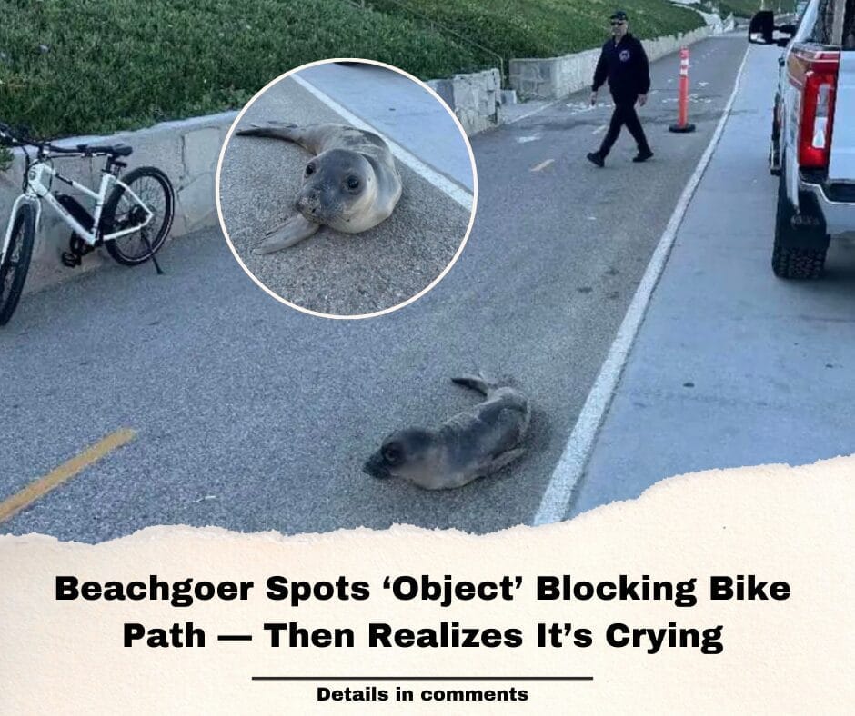 Beachgoer Spots ‘Object’ Blocking Bike Path — Then Realizes It’s Crying