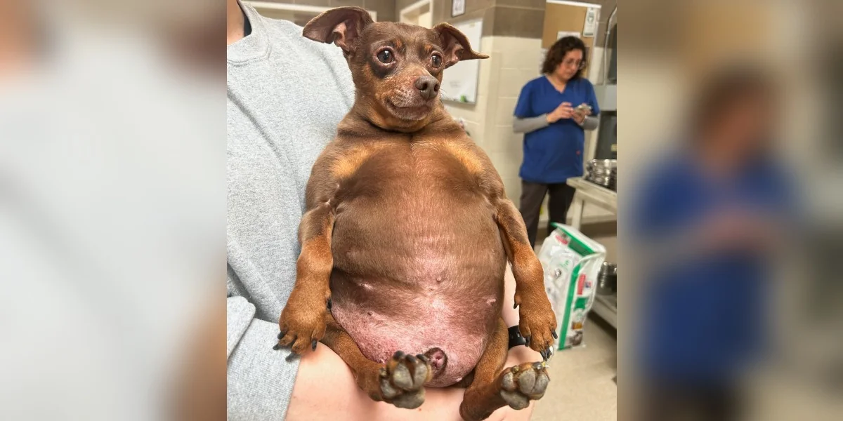 Tiny Dog Arrives At Shelter So Chubby He Can Barely Move
