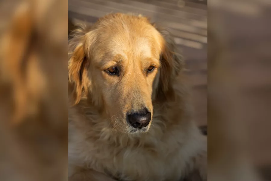 Owner Discovers Hilarious Real Reason for Golden Retriever’s Sudden Limp